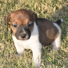 jual jack russell terrier