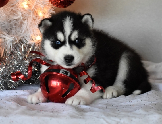 husky forever puppy
