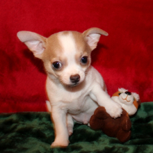 dog lovers puppies for sale