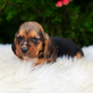 mini basset hound puppies ckc