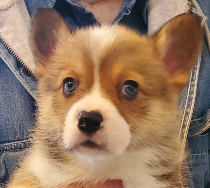 corgi blue eyes