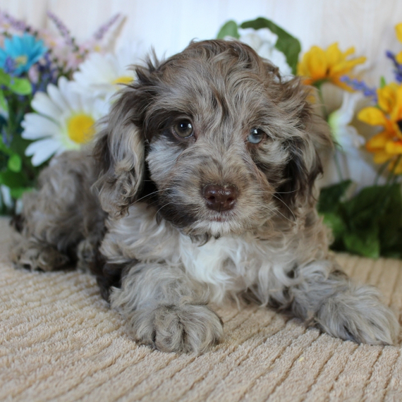 Theo, a Chocolate Merle Male Cockapoo Puppy 665169 PuppySpot