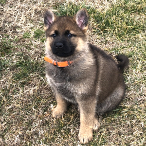 Ginger Snap A Sable Female German Shepherd Dog Puppy 665529 Puppyspot