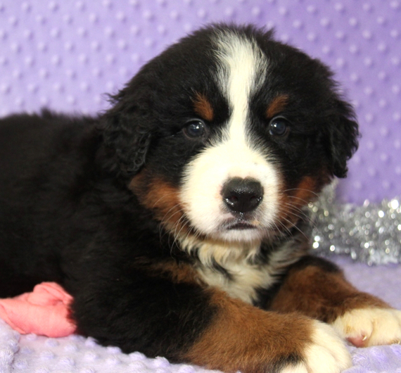 Ben Bernese Mountain Dog Puppy 666919 PuppySpot