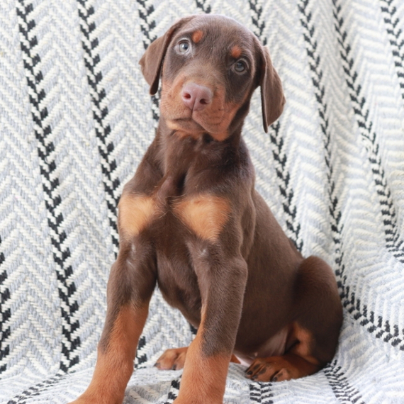 Tess, a Red & Rust Female Doberman Pinscher Puppy 669169 PuppySpot