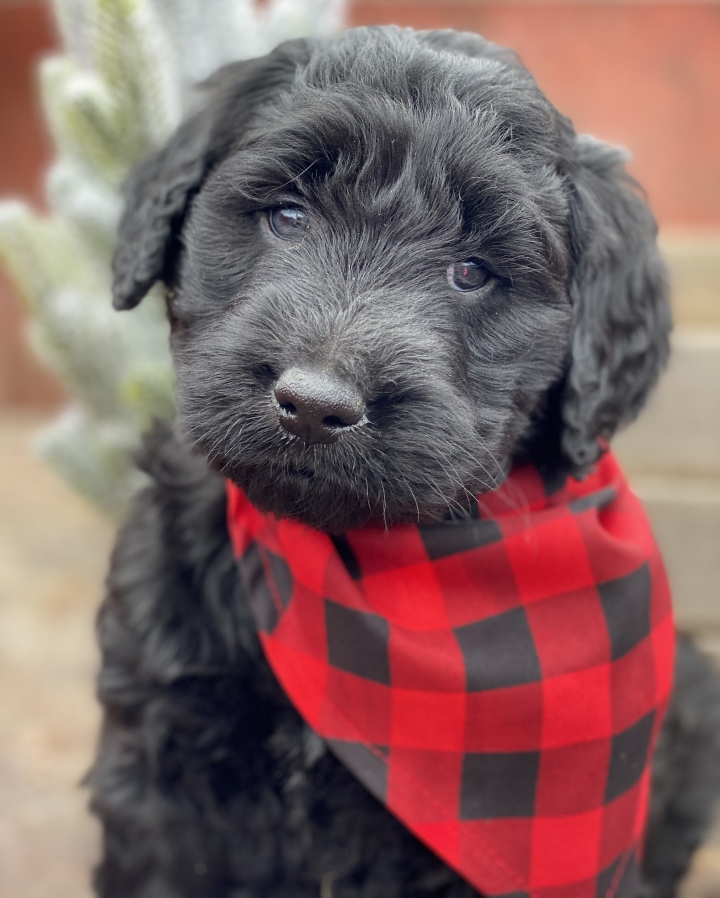 chocolate goldendoodle