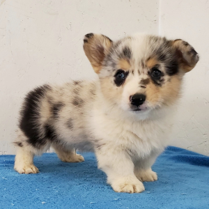 blue merle corgi puppy