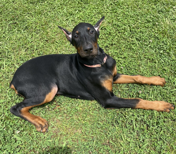 Mia Doberman Pinscher Puppy 672809 PuppySpot