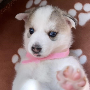 Pomsky Puppy Nairobi