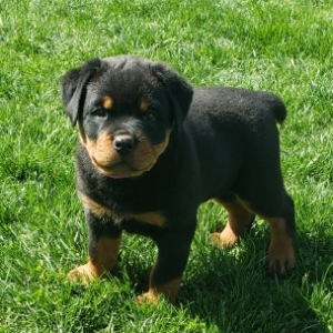 Izzy A Black Rust Female Rottweiler Puppy 673649 Puppyspot
