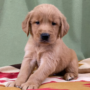 Golden Retriever Puppy Haley
