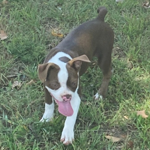 Boston Terrier Puppy Gavin