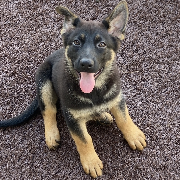 Lori A Black Tan Female German Shepherd Dog Puppy 677119 Puppyspot