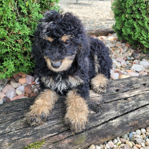 Bernedoodle Puppy Nancy