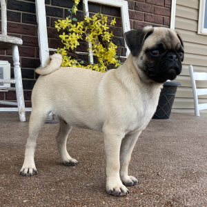 Pug Puppy Roxy