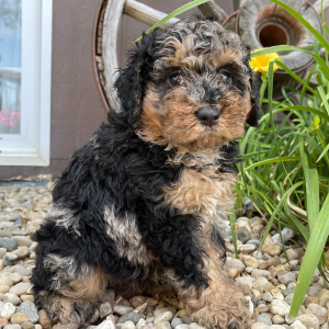 Goldendoodle Puppy Stu