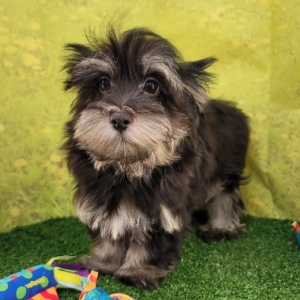 Havanese Puppy Luke