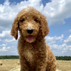 Goldendoodle Puppy Jagger