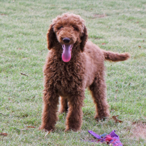 Poodle Puppy Neesa