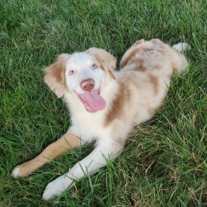 Australian Shepherd Puppy Bentley
