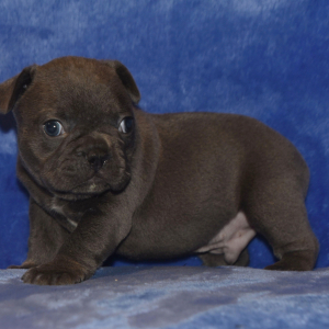 French Bulldog Puppy Reese