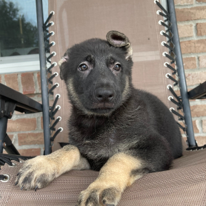 German Shepherd Dog Puppy Bell