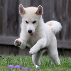 Pomsky Puppy Paul