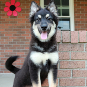 Pomsky Puppy Balto