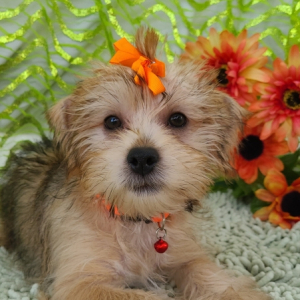 Shorkie Puppy Ella