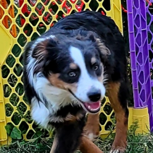 Australian Shepherd Puppy Miss Blue
