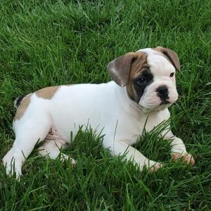 French Bulldog Puppy Rudy