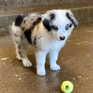 Australian Shepherd Puppy Nacho