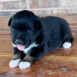 Australian Shepherd Puppy Taterchip