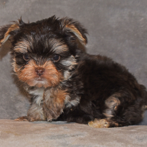 Yorkshire Terrier Puppy Ernie