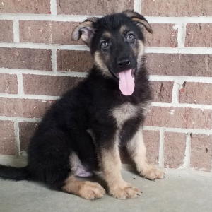 German Shepherd Dog Puppy The Hulk