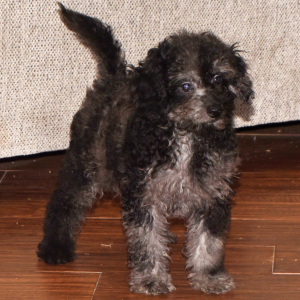 Goldendoodle Puppy Gabe