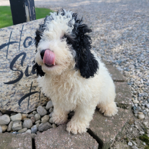 Bernedoodle Puppy Dexter