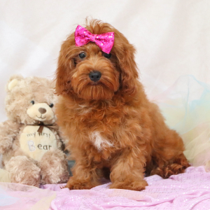 Cavapoo Puppy Daisy
