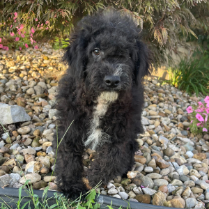 Goldendoodle Puppy Richy