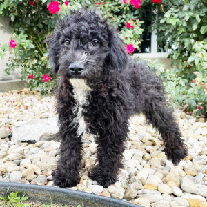 Goldendoodle Puppy Richy