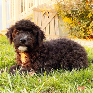 Goldendoodle Puppy Richy