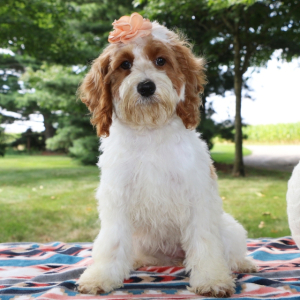 Cockapoo Puppy Kelsie