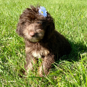 Springerdoodle Puppy Chanel