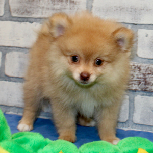 Pomeranian Puppy Steel