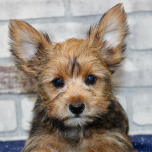 Morkie Puppy Ashton