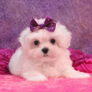 Maltese Puppy Rose
