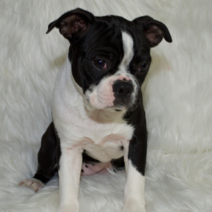 Boston Terrier Puppy Jose
