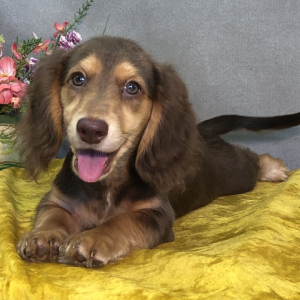 Dachshund Puppy Danni