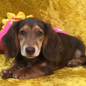 Dachshund Puppy Danni