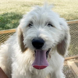 Goldendoodle Puppy Harris